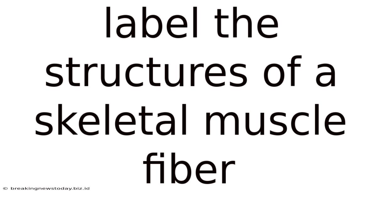 Label The Structures Of A Skeletal Muscle Fiber
