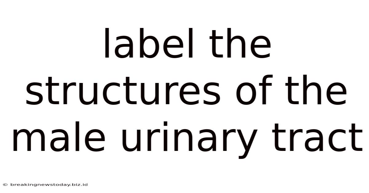Label The Structures Of The Male Urinary Tract