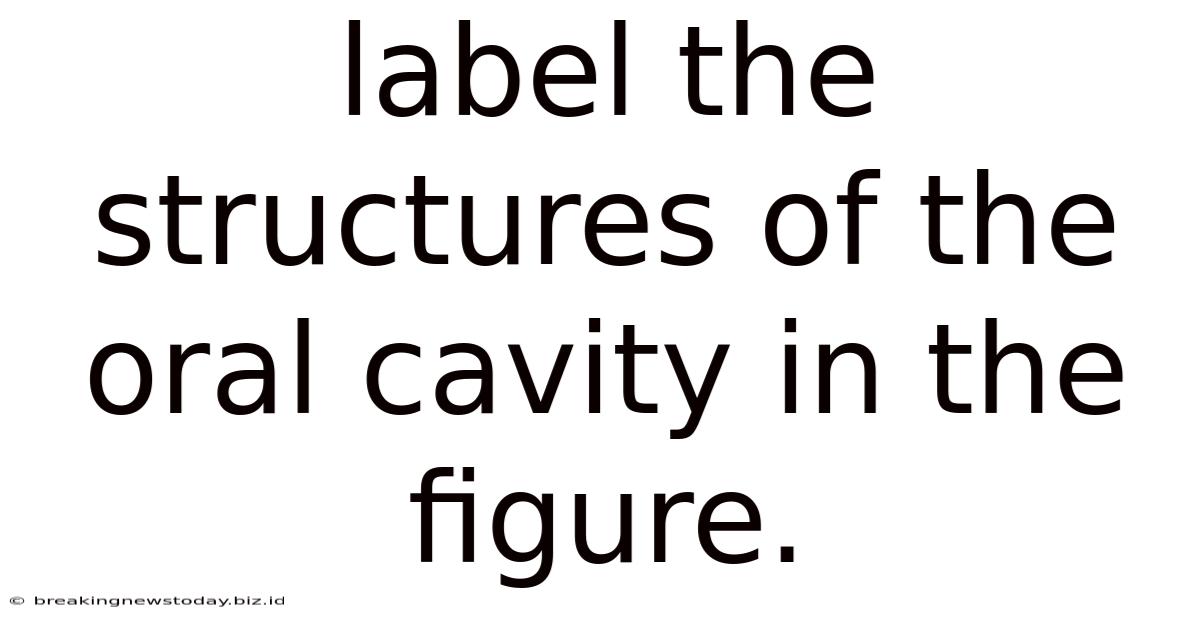 Label The Structures Of The Oral Cavity In The Figure.