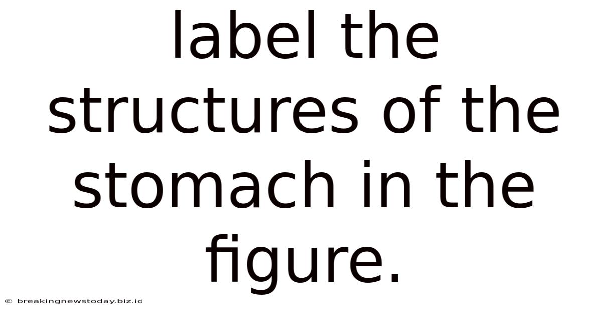Label The Structures Of The Stomach In The Figure.