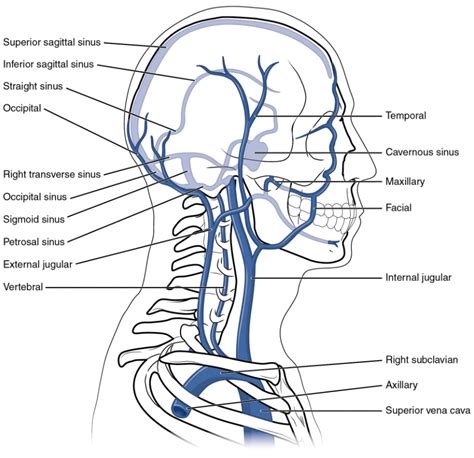 Label The Veins Of The Head And Neck