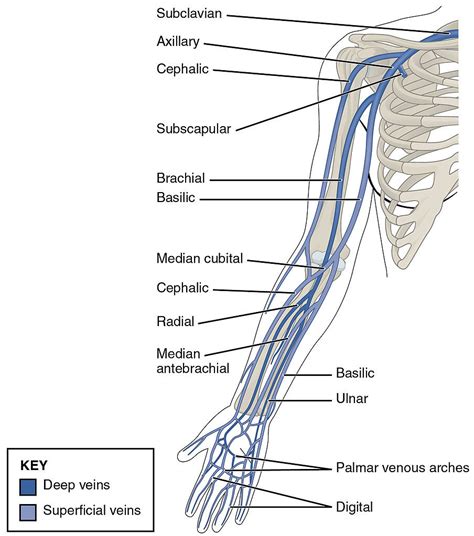 Label The Veins Of The Upper Limb