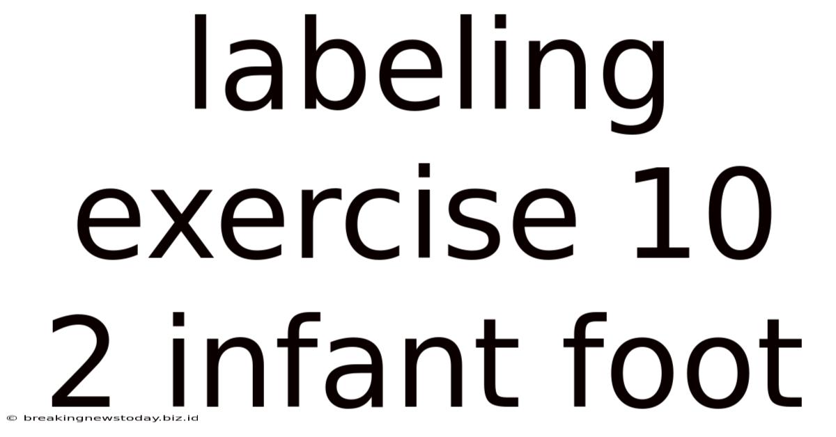 Labeling Exercise 10 2 Infant Foot