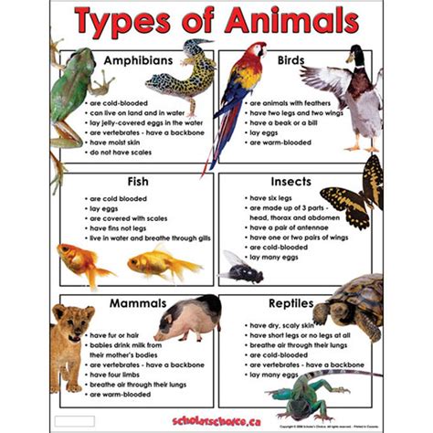 List Four Common Characteristics Of All Animals.