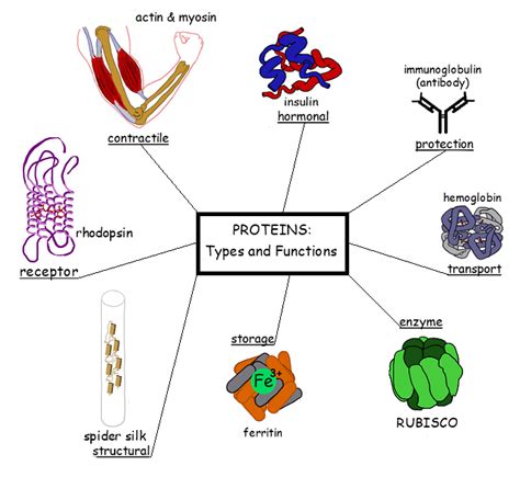 List The Functions Of Proteins In The Text Area Below