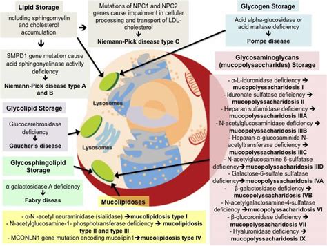 Lysosomal Storage Diseases Anki Deck Dirty Medicine