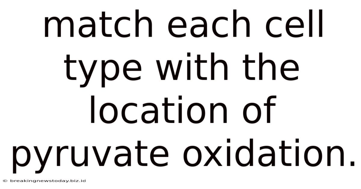 Match Each Cell Type With The Location Of Pyruvate Oxidation.