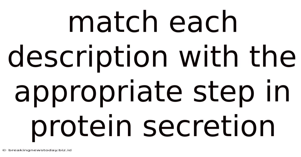 Match Each Description With The Appropriate Step In Protein Secretion