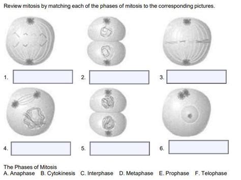 Match Each Picture With The Correct Stage Of Mitosis.