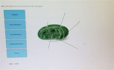 Match The Label To The Correct Structure On The Chloroplast