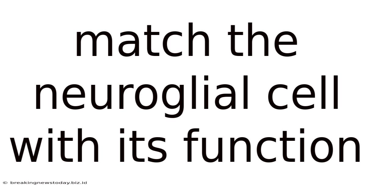 Match The Neuroglial Cell With Its Function
