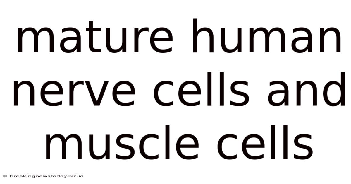 Mature Human Nerve Cells And Muscle Cells