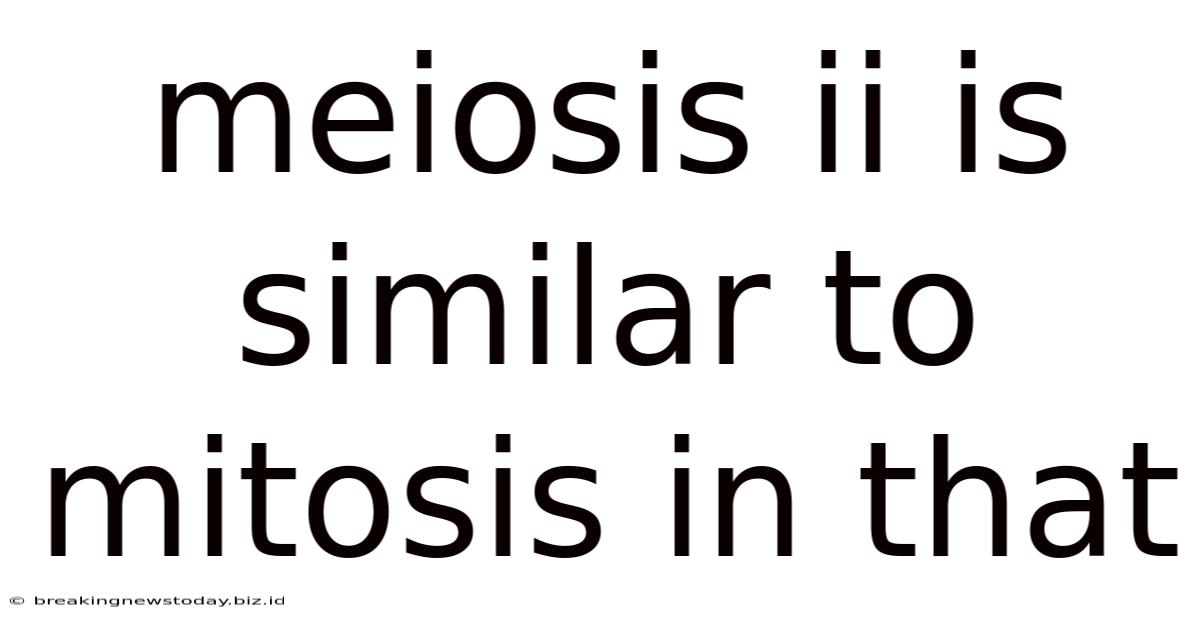 Meiosis Ii Is Similar To Mitosis In That