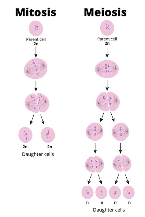 Meiosis Starts With A Single Diploid Cell And Produces