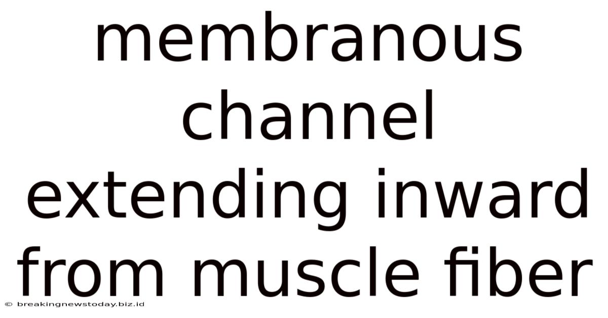 Membranous Channel Extending Inward From Muscle Fiber
