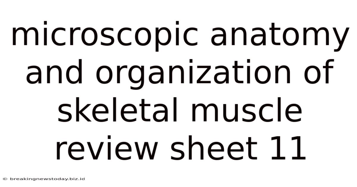 Microscopic Anatomy And Organization Of Skeletal Muscle Review Sheet 11