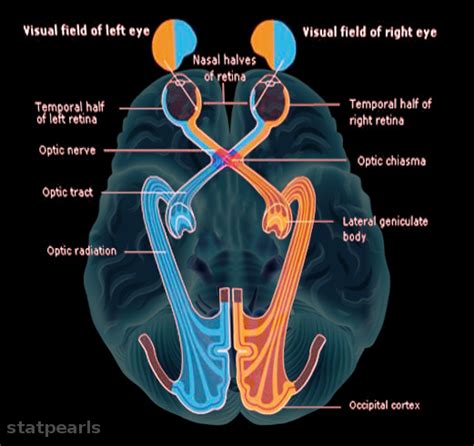 Nerve Fibers From The Medial Aspect Of Each Eye