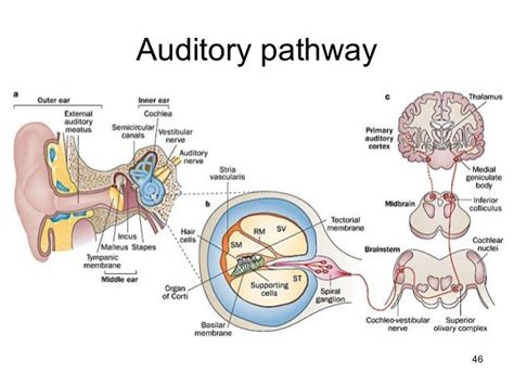 Olfaction And Hearing Are Processed In The