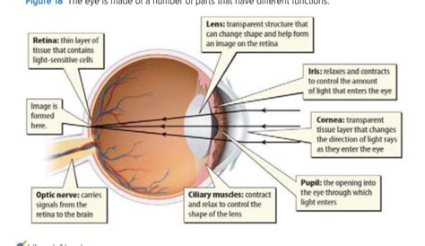 Order In Which Light Passes Through The Eye Quizlet