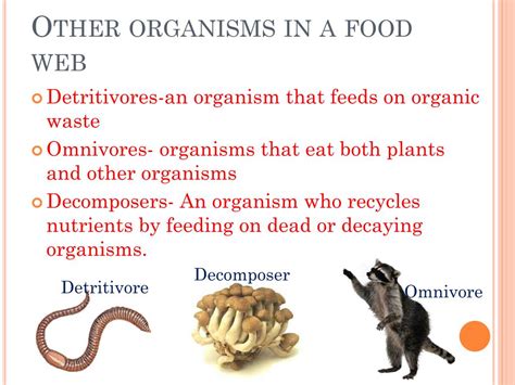 Organisms That Eat Other Organisms Are Called