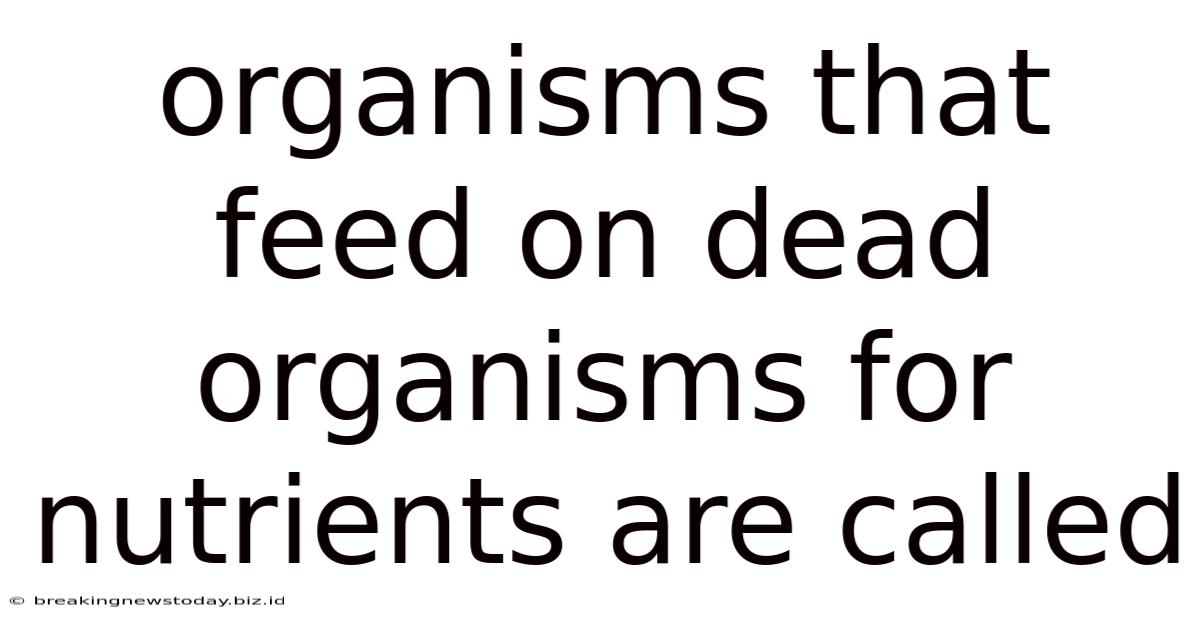 Organisms That Feed On Dead Organisms For Nutrients Are Called