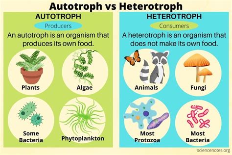 Organisms That Produce Their Own Food Are Called _.