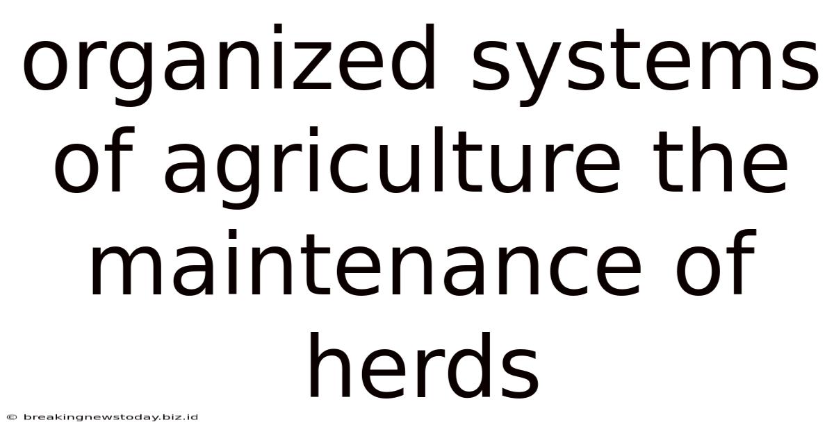 Organized Systems Of Agriculture The Maintenance Of Herds