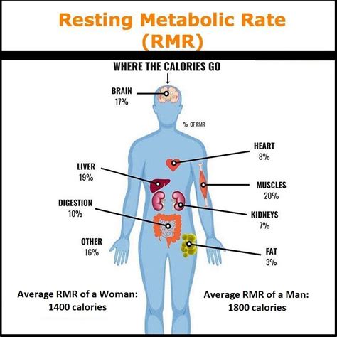 Overweight People Tend To Have Faster Resting Metabolisms.