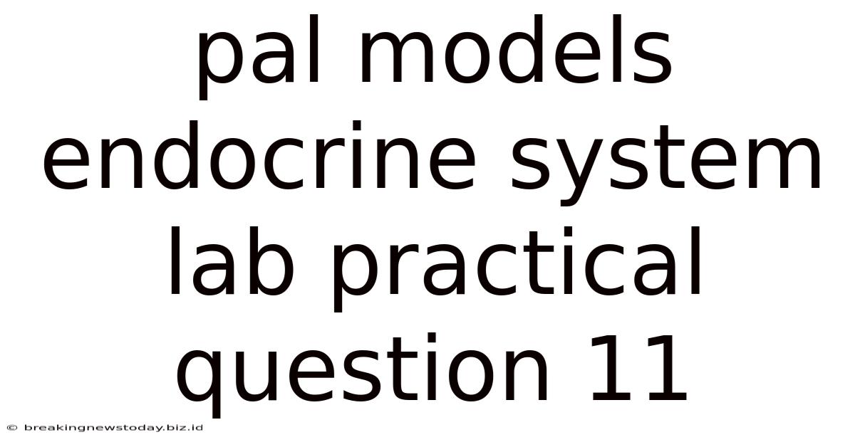 Pal Models Endocrine System Lab Practical Question 11