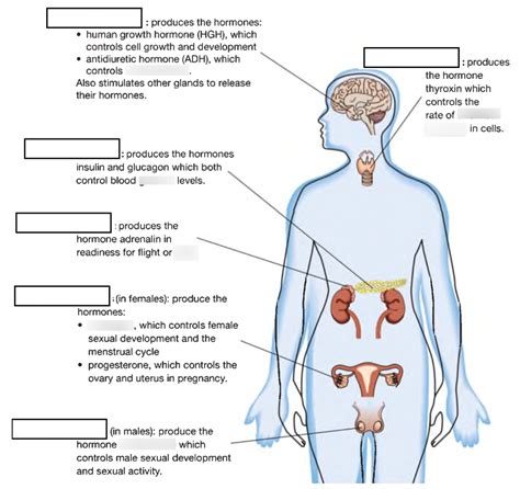 Pharmacology Made Easy 5.0 The Endocrine System Test Quizlet