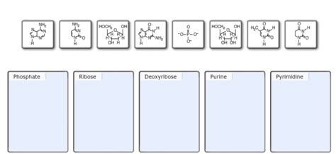 Place These Nucleotide Building Blocks By Their Name Or Classification.