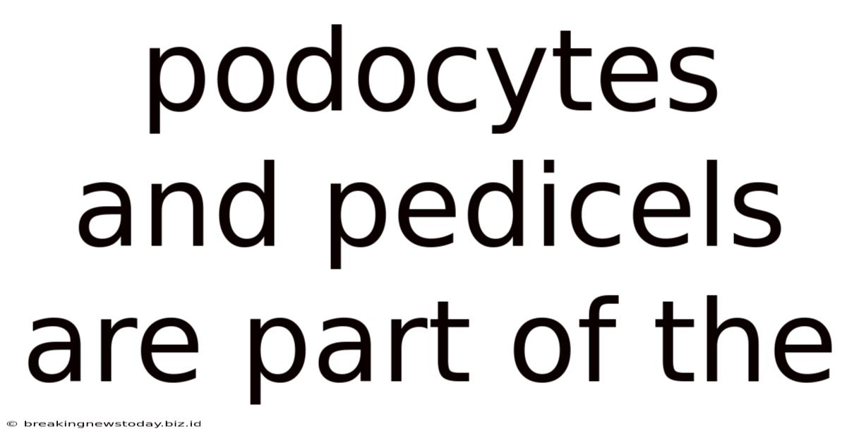 Podocytes And Pedicels Are Part Of The