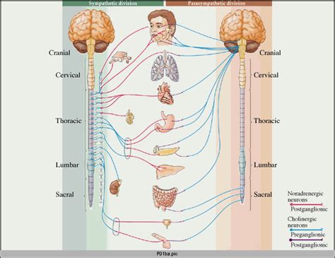 Postganglionic Neurons Of The Autonomic Nervous System __________.