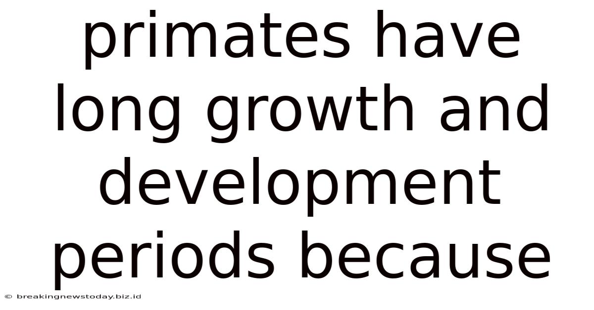 Primates Have Long Growth And Development Periods Because
