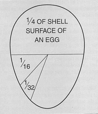 Raw Shell Eggs Must Be Received At What Temperature Quizlet