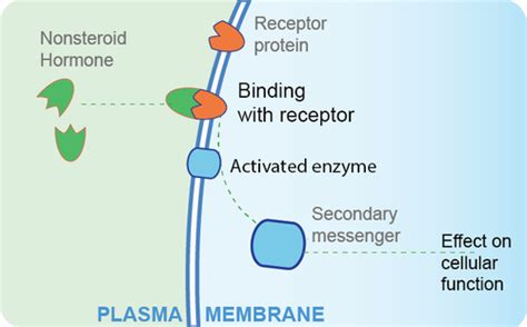 Receptors For Nonsteroid Hormones Are Located In _____.