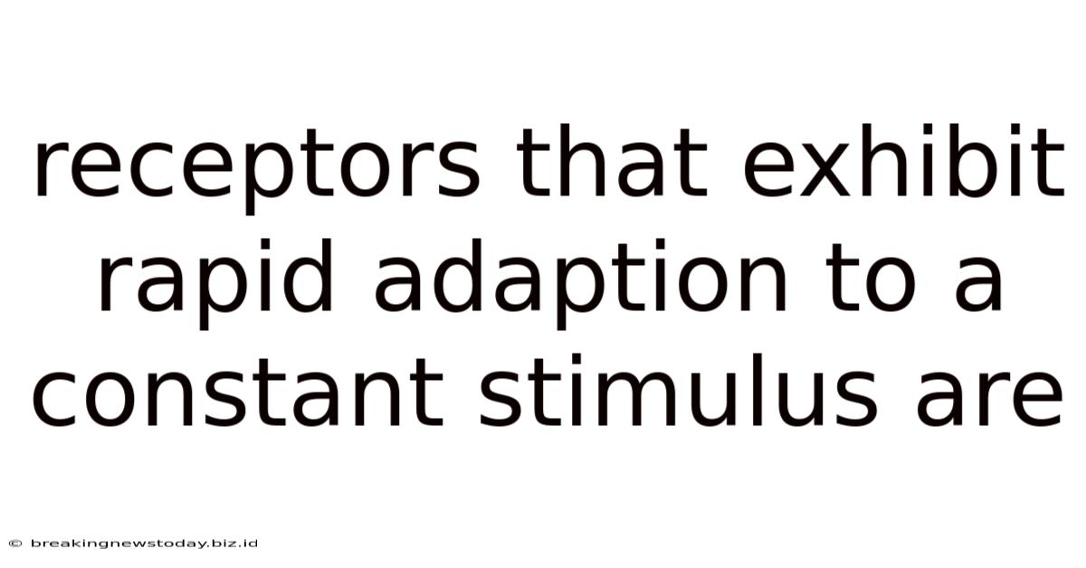 Receptors That Exhibit Rapid Adaption To A Constant Stimulus Are