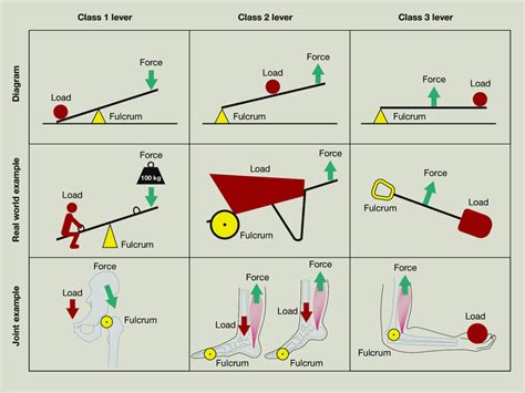 Second And Third Class Levers Are Differentiated By