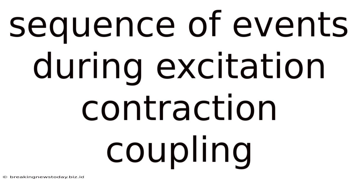 Sequence Of Events During Excitation Contraction Coupling