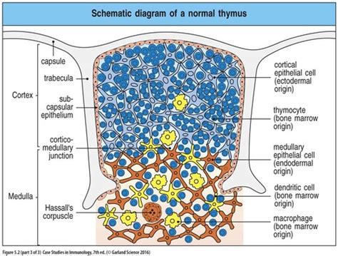 Severe Combined Immunodeficiencies Are Due To Quizlet