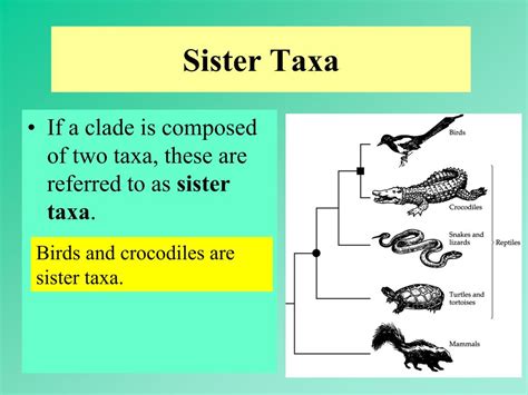 Sister Taxa Are Defined As Those That __________.