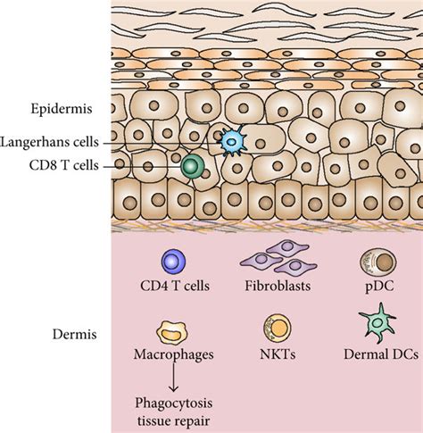 Skin Macrophages That Help Activate The Immune System