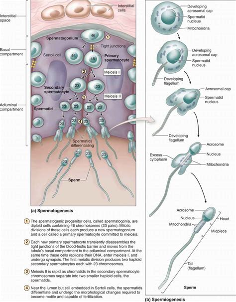 Spermiogenesis Begins With A ________ And Ends With A ________.