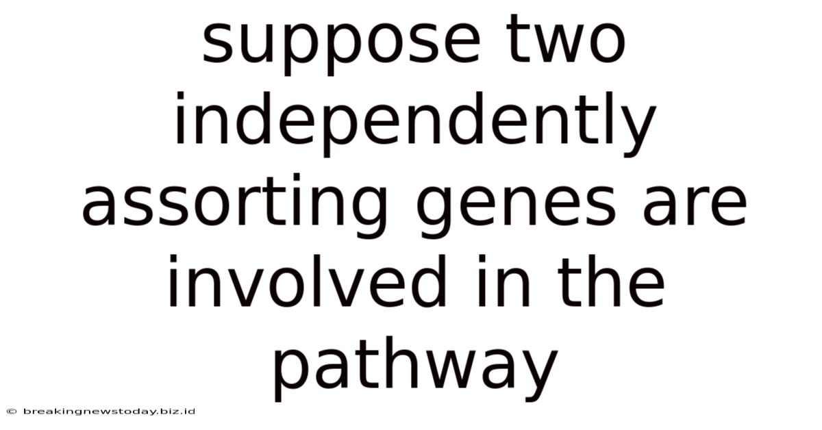 Suppose Two Independently Assorting Genes Are Involved In The Pathway