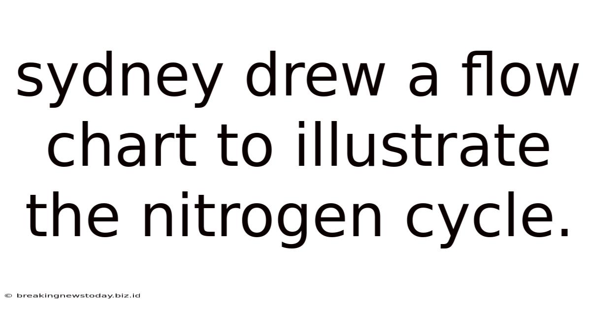 Sydney Drew A Flow Chart To Illustrate The Nitrogen Cycle.