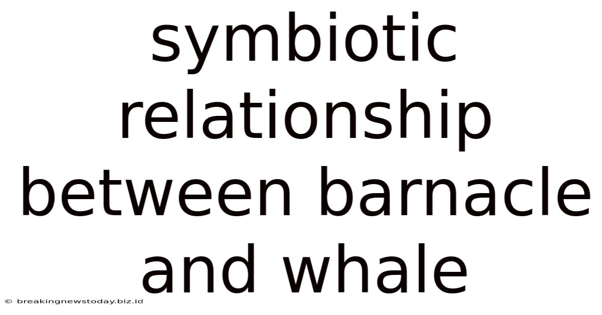 Symbiotic Relationship Between Barnacle And Whale