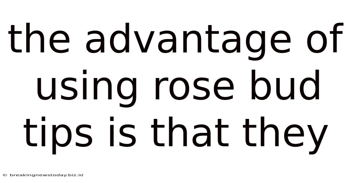 The Advantage Of Using Rose Bud Tips Is That They
