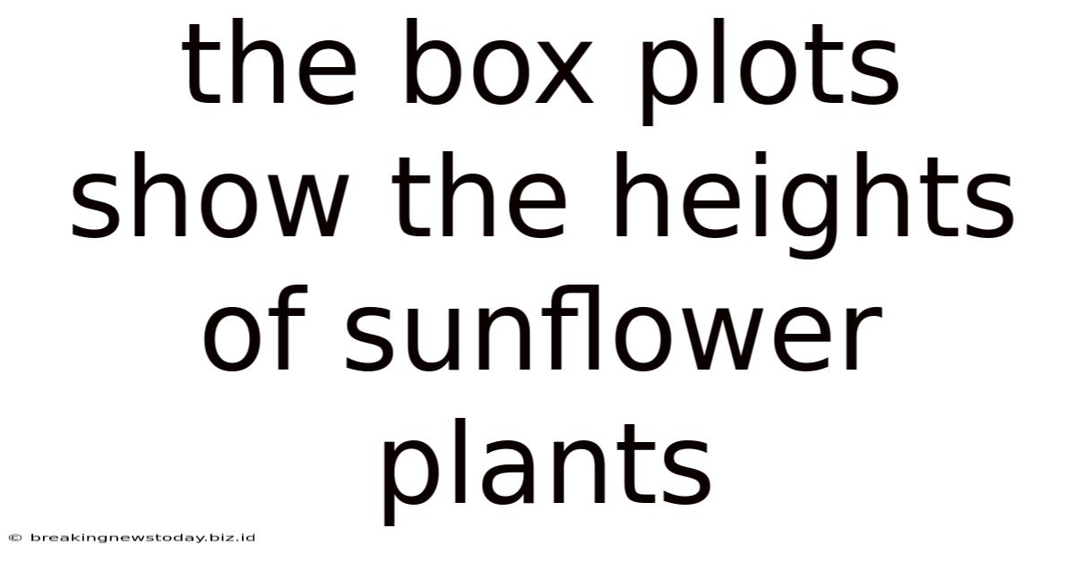 The Box Plots Show The Heights Of Sunflower Plants