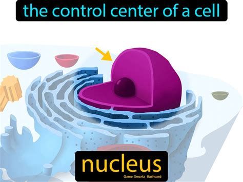 The Control Center Of A Cell Is The