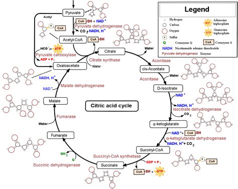 The Direct Products From The Citric Acid Cycle Are ________.